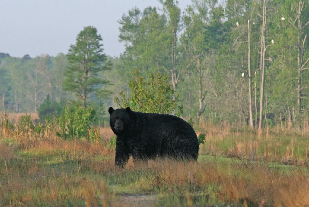 Trophy North Carolina Black Bear Hunting with North America’s most